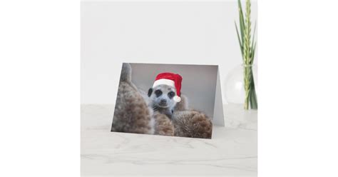 Merry Meerkat Christmas — Seasons Greetings 2 Holiday Card Zazzle