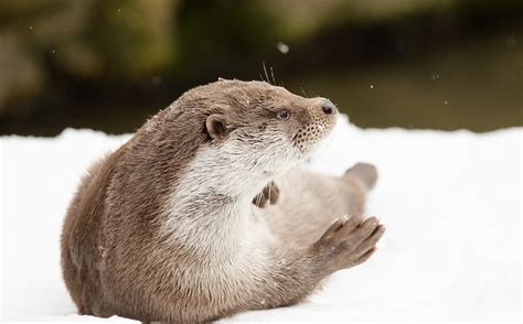 Download Free Photo Of Otterwintersnowcoldzoo From