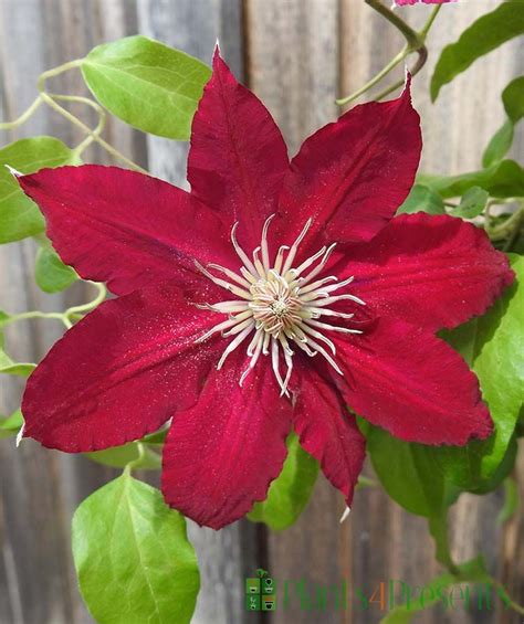 Red Clematis Flowering Garden Plants Delivered As Ts