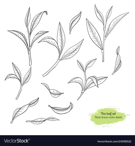 Leaf Drawing Drawing Set Tree Drawing Flower Drawing Leaves Doodle