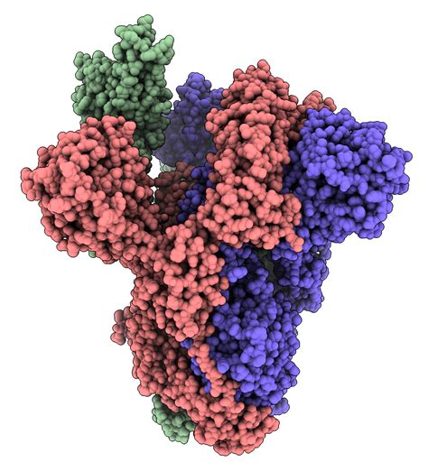 Landesregeln bei einer inzidenz unter 100. Coronavirus Cell Recognition