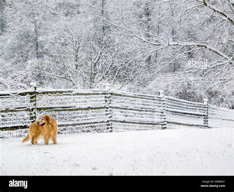 Golden Retriever Dog In A Fresh Snowfall At Pennsbury Township Park