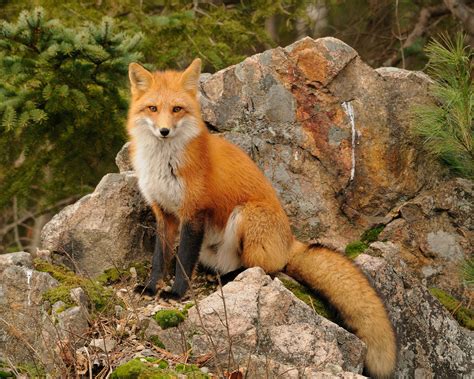 25 Amazing Facts About Foxes