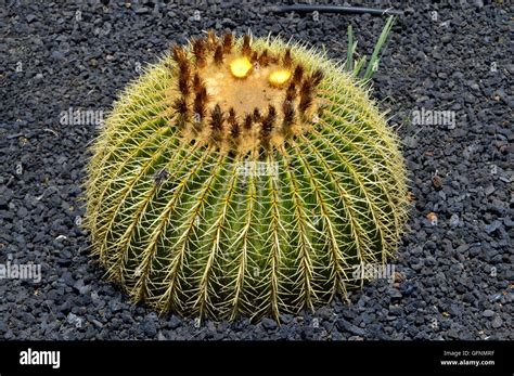 Golden Barrel Cactus Latin Name Echinocactus Grusonii Stock Photo Alamy