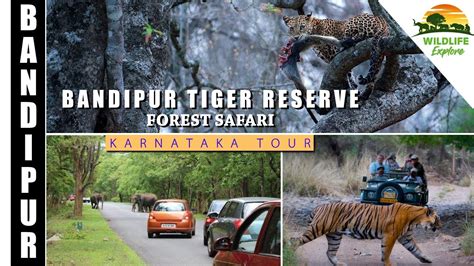 “it Is Really Luck “ Bandipur Tiger Reserve Karnataka Youtube