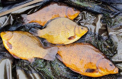 The Crucian Carp A Fascinating Species Guide Strike And Catch