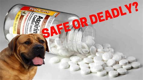 Are Human Pain Medications Safe For Dogs Advil Aspirin Etc Youtube