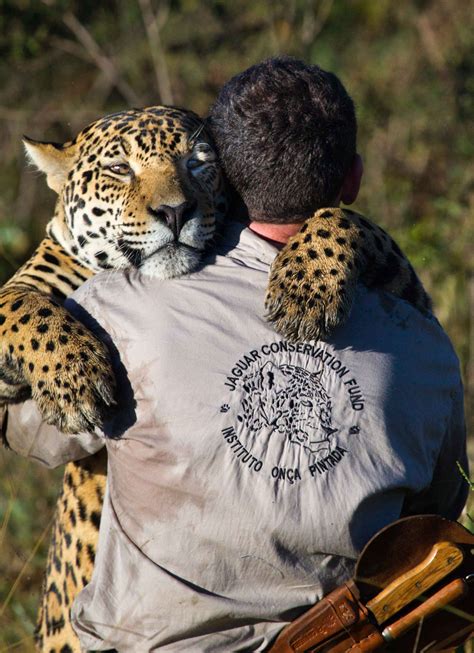 Jaguar Conservation Fund Joing Us On Jaguar Conservation
