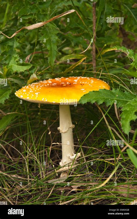 An Orange Fly Agaric Mushroom Amanita Muscaria Growing Among Grasses