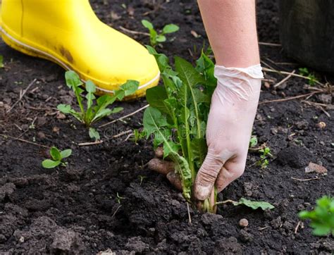 A Woman Pulling Out Weeds Stock Image Image Of Weeds 246248811