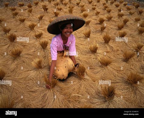 Woman Smiling And Collecting The Rice Just Harvest In A Rice Field Ubud Bali Indonesia Stock