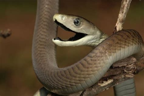 By now you already know that, whatever you are looking for, you're sure to find it on aliexpress. 18 Black Mamba Snake Facts (That Will Likely Surprise You!)