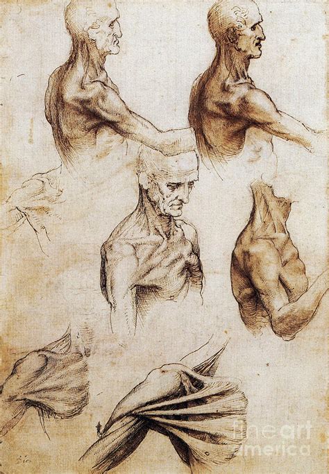 Da Vinci Anatomical Drawings Photograph By Science Source Pixels Merch
