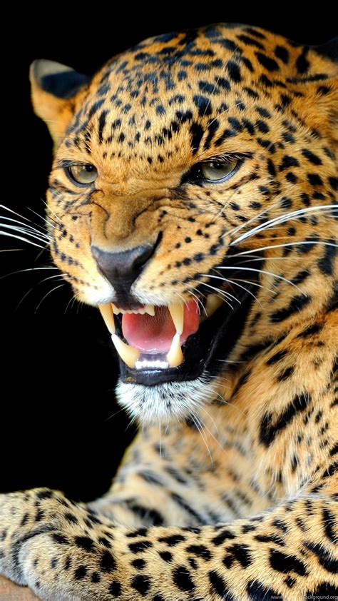 Animals Jaguars Wallpapers Hd Desktop And Mobile Backgrounds Desktop