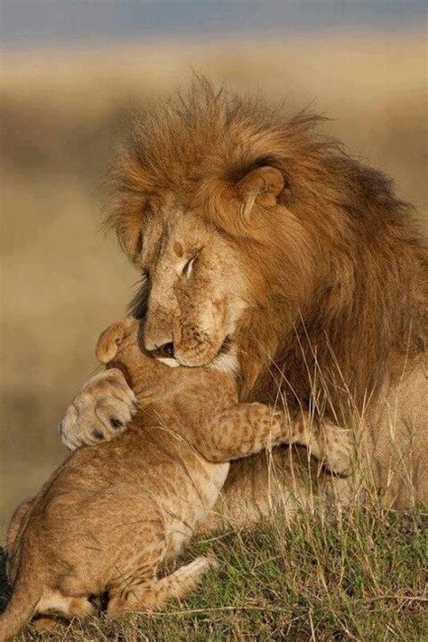 Lion Hugging Cub Cats Pinterest