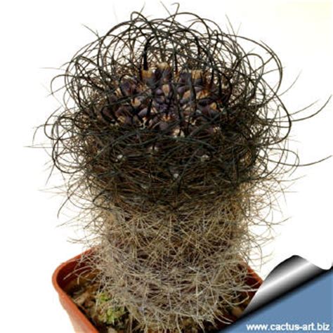 Eriosyce chilensis is a beautiful cactus with pale green stems covered with. Eriosice senilis multicolor