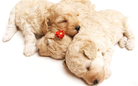 Cute Sleeping Puppies Wallpapers Hd Wallpapers Id 10583