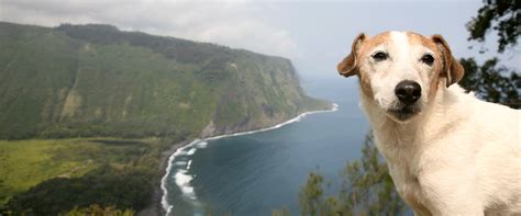 Dog Friendly Hawaii - Bring Fido