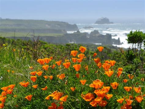 Central Coast California Poppies Are A Welcomed Site Every Spring