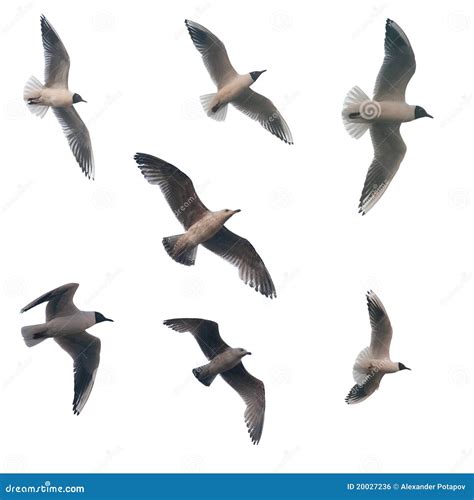 Seven Isolated Flying Seagulls Stock Photo Image Of Collection Hope