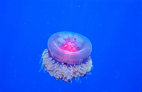Crown Jellyfish Alchetron The Free Social Encyclopedia
