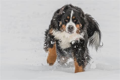 Why Is Bernese Mountain Dog Lifespan So Short