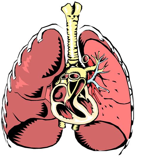 Lungs Clipart Respiration Lungs Respiration Transparent Free For