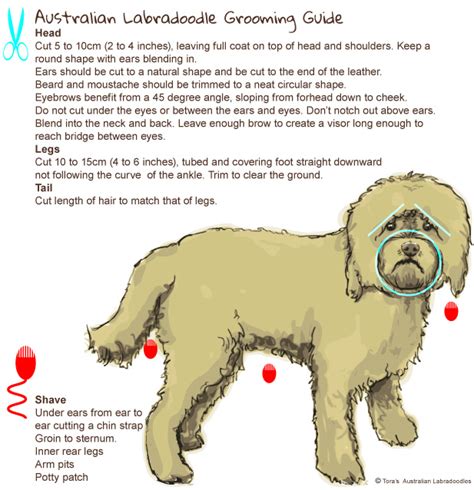 Where can i find a labradoodle at a glance. Labradoodle Grooming | Advice From Expert Labradoodle Breeders