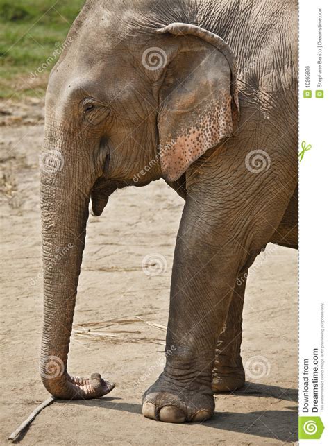 Profile Adult Elephant Royalty Free Stock Image Image