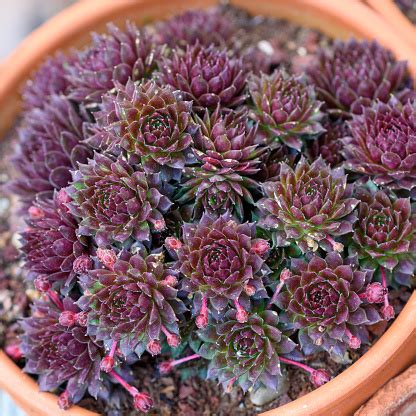 Connect and share knowledge within a single location that is structured and easy to search. Hens And Chicks Plant Succulent Plant Stock Photo ...