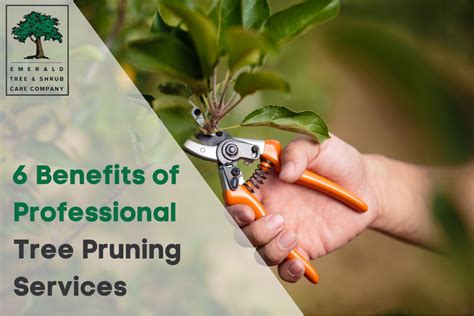 6 Benefits Of Professional Tree Pruning Services