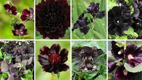 The 15 Best Black Flowers Article On Thursd