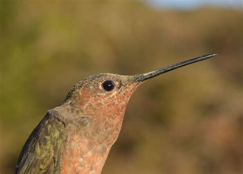Hummingbird Adaptation In The Andes Reveals New Clues To The Biology Of