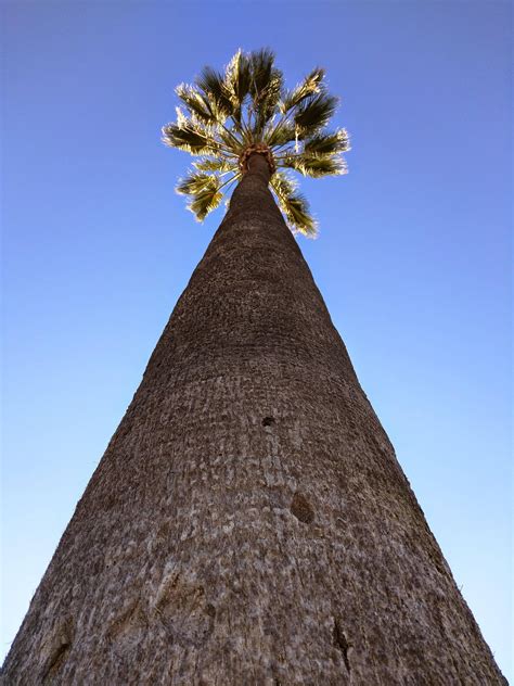The Oldest Palm Tree In Los Angeles Losangeles
