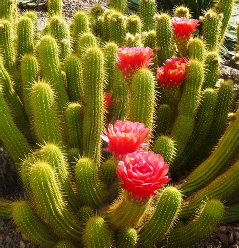 List 92 Background Images Photos Of Cactus Flowers Full Hd 2k 4k