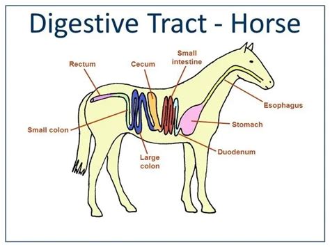 Simple Horse Digestive System Diagram Equine Anatomy Wikipedia