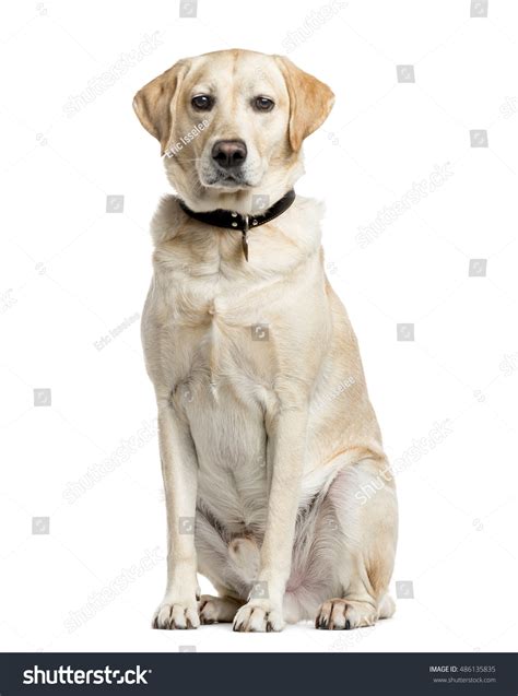 Labrador Retriever 4 Years Old Sitting Stock Photo 486135835 Shutterstock
