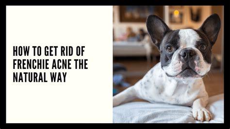 How To Get Rid Of French Bulldog Acne The Natural Way French Bulldog