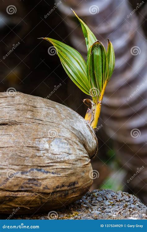 Coconut Sprout In The Hawaii Rain Forest Stock Image Image Of Summer