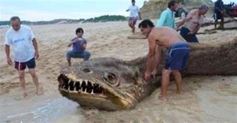 Most Mysterious Sea Creatures That Washed Up Shores