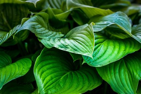 Download Green Leaf Nature Plant 4k Ultra Hd Wallpaper