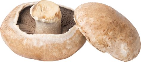 Portobello Mushroom Cut Out On Transparent Background 23205210 Png