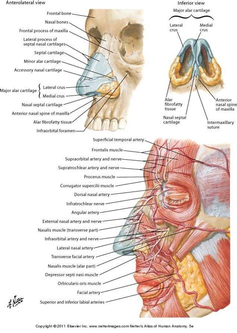 It is the thyrohyoid, apologies for the mistake.***please. Pin on Facial Anatomy