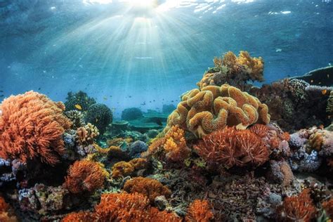 Marine Habitats Part Iii Life In A Coral Reef Community