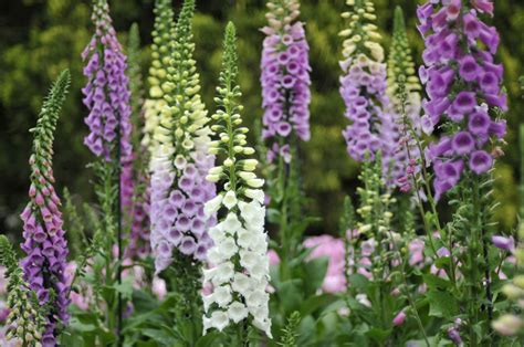 List Of Shade Garden Plants For Zones 4 To 8