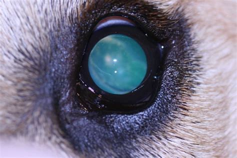 Cataracts In Dogs Causes Symptoms Diagnosis Treatment Of Canine