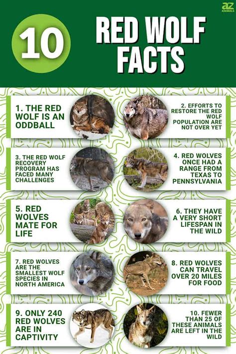 10 Incredible Red Wolf Facts A Z Animals