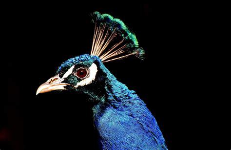 Free Images Nature Bird Wing Beak Color Blue Colorful Feather
