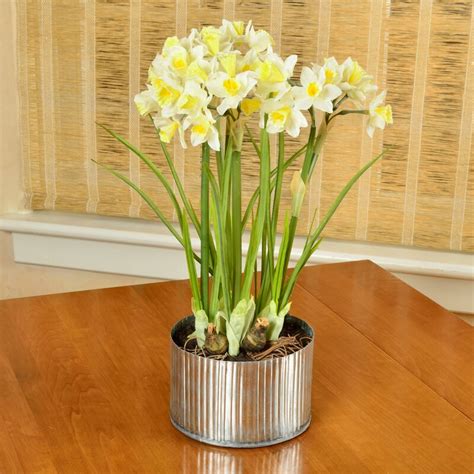 Picnic At Ascot Artificial Daffodils Flower In Planter And Reviews Wayfair
