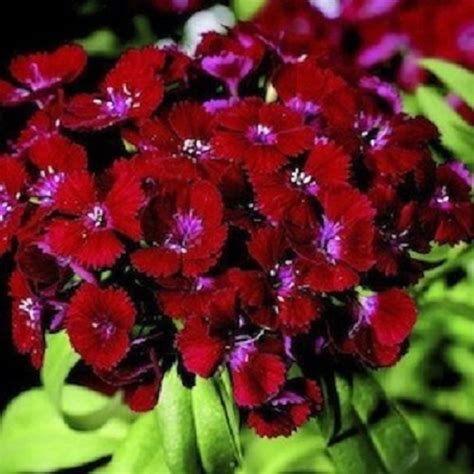 30 Crimson Red Dianthus Perennial Flower Seeds Etsy